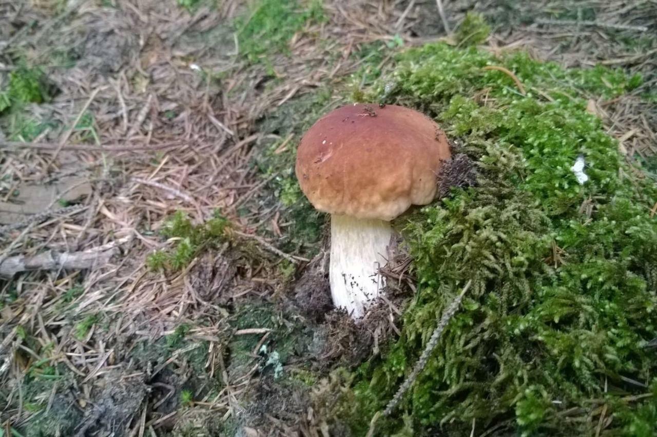 Pool, Pokale, Sauna, Billard, Kirche U. Viel Natur Vordernberg Kültér fotó